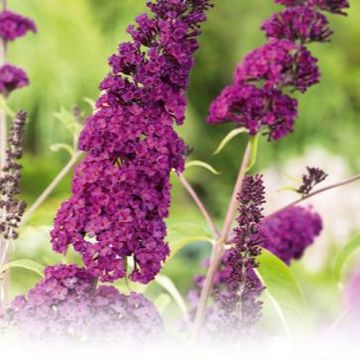 Buddleja davidii 'Royal Red'