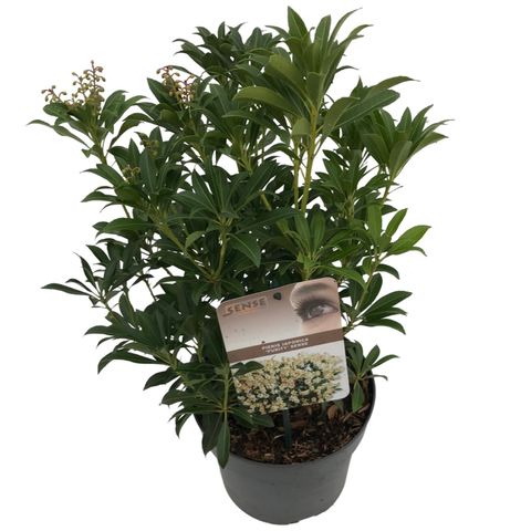 Pieris japonica 'Purity'