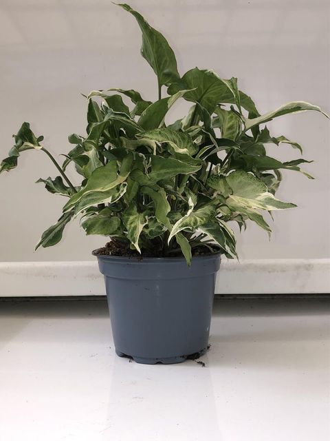 Syngonium 'Starlite'