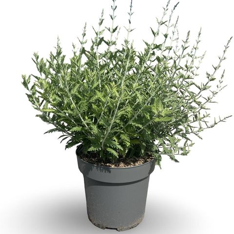 Perovskia 'Blue Spire'