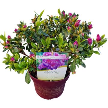 Rhododendron ENCORE AUTUMN MAJESTY
