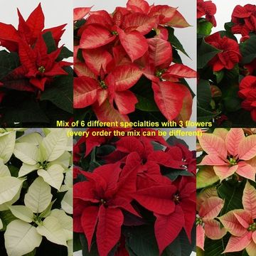 Euphorbia pulcherrima MIX