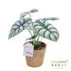 Alocasia 'Silver Dragon'