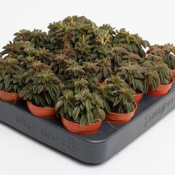 Peperomia 'Silver Spark'