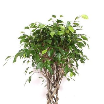 Ficus benjamina 'Exotica'