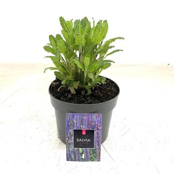 Salvia nemorosa 'Caradonna'