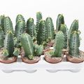Euphorbia resinifera