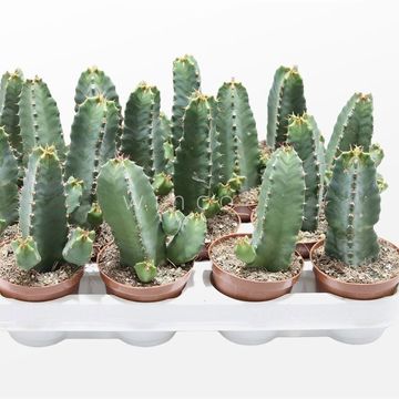 Euphorbia resinifera