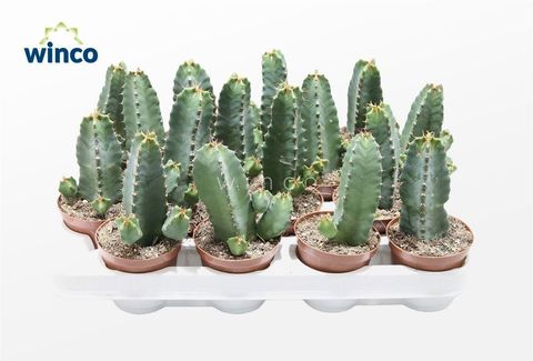 Euphorbia resinifera