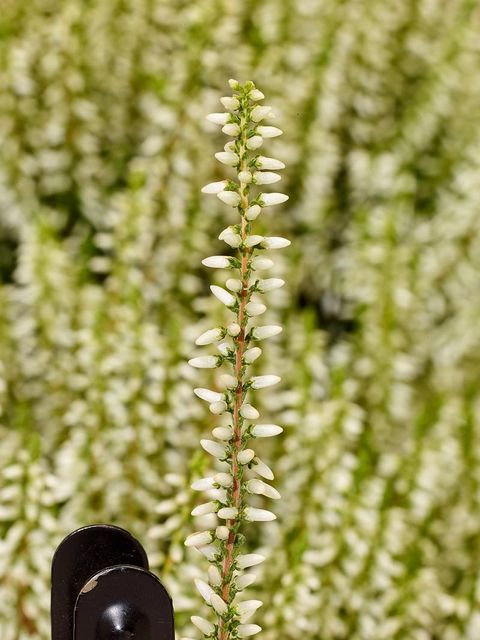 Calluna vulgaris GARDEN GIRLS REINWEISSE LENA