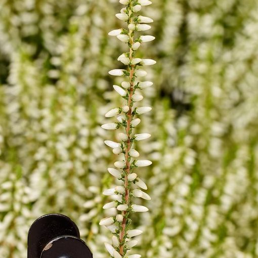 Calluna vulgaris GARDEN GIRLS REINWEISSE LENA