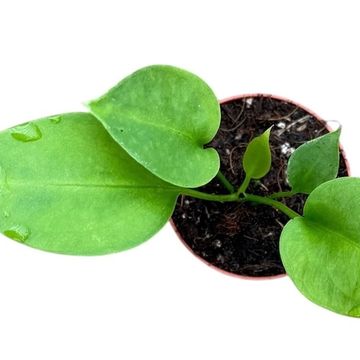 Anthurium vittariifolium