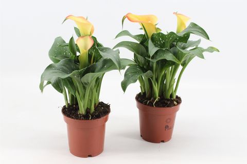 Zantedeschia 'Captain Brunello'