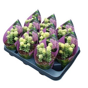 Crassula 'Pagoda Variegata'