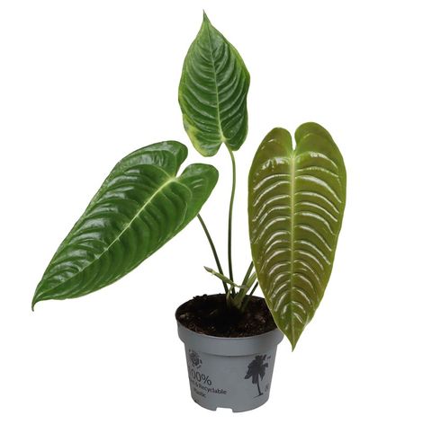 Антуриум veitchii