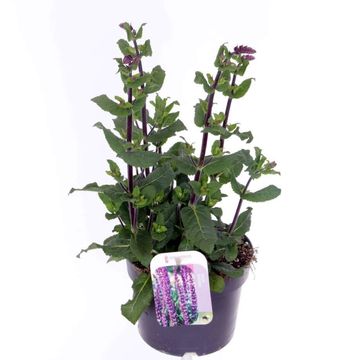 Salvia nemorosa 'Caradonna Compact'