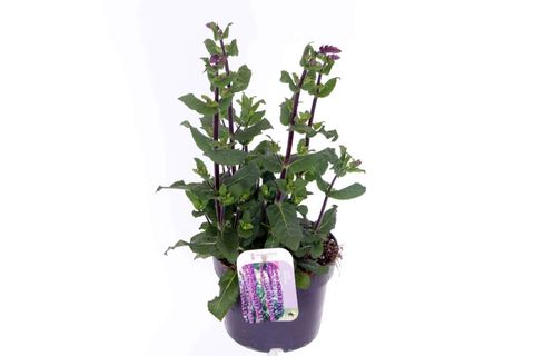 Salvia nemorosa 'Caradonna Compact'