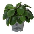 Pilea peperomioides