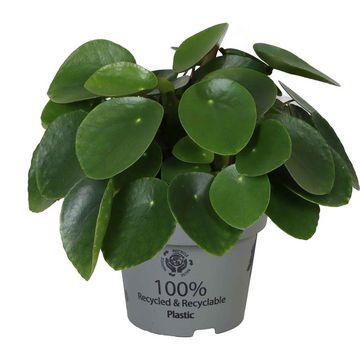 Pilea peperomioides