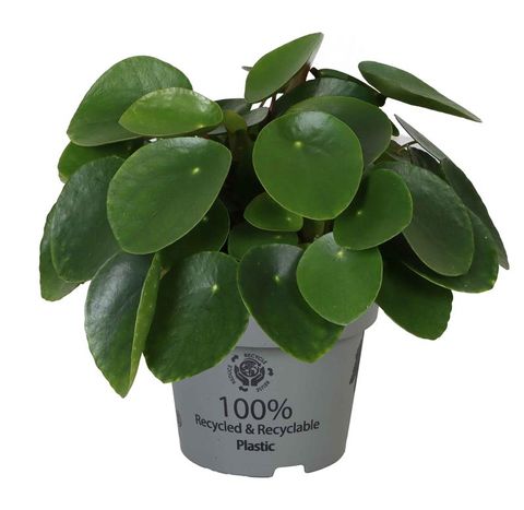 Pilea peperomioides