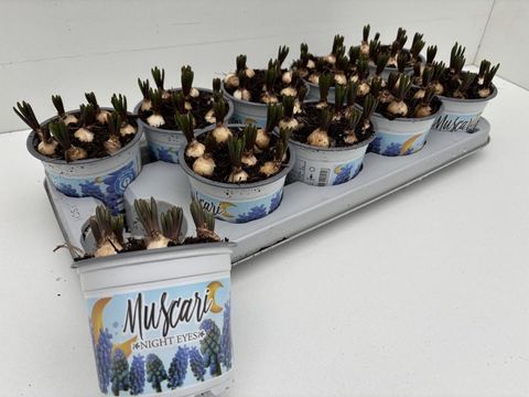 Muscari 'Night Eyes'