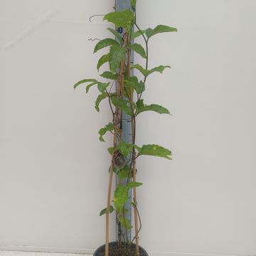 Passiflora edulis