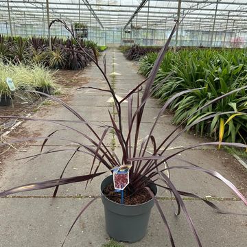 Cordyline FESTIVAL BURGUNDY
