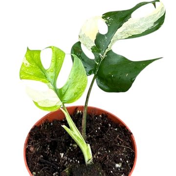 Rhaphidophora tetrasperma 'Variegata'