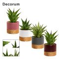 Sansevieria CROWN MIX