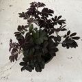 Solanum uleanum