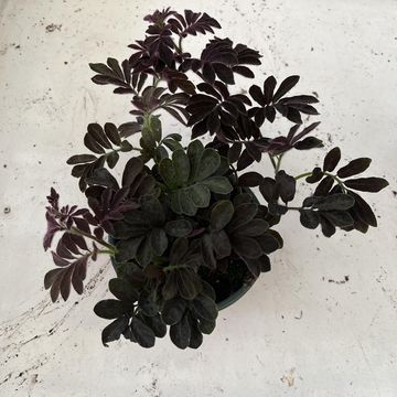 Solanum uleanum