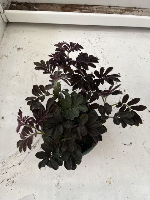 Solanum uleanum