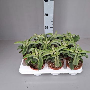 Kalanchoe beharensis 'Maltese Cross'