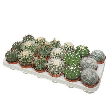 Cactus MIX