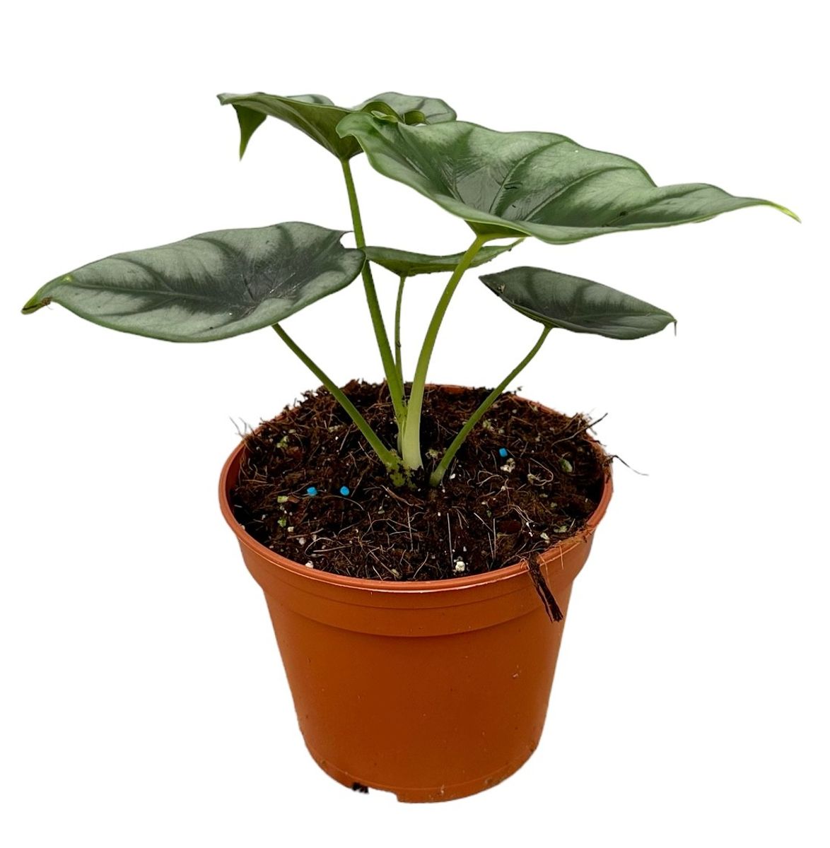 Alocasia reversa — Plant Wholesale FlorAccess