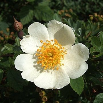 Rosa arvensis