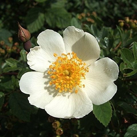 Rosa arvensis