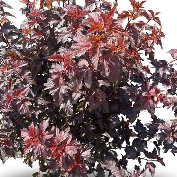 Physocarpus opulifolius LADY IN RED