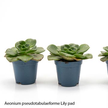 Aeonium 'Lily Pad'