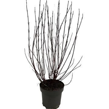 Cornus alba MIRACLE