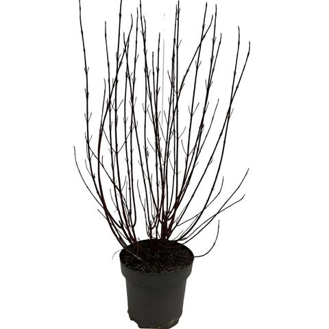 Cornus alba MIRACLE