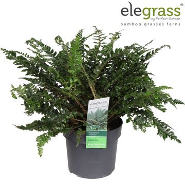 Polystichum neolobatum