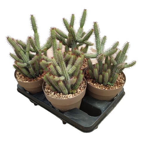 Euphorbia baioensis