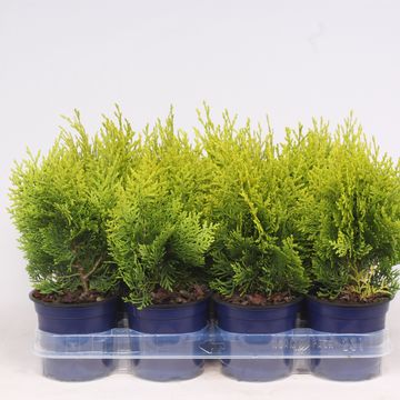 Platycladus orientalis 'Aurea Nana'