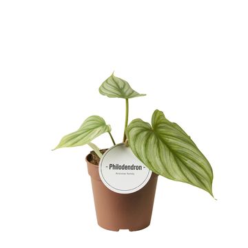 Philodendron hastatum