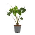 Alocasia 'Stingray'