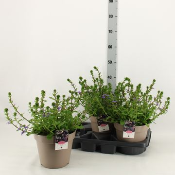 Scaevola aemula BLUE TOUCH