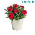 Dianthus OSCAR CHERRY