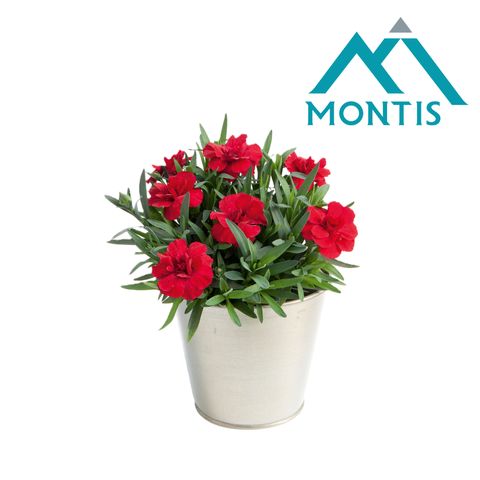 Диантус OSCAR CHERRY