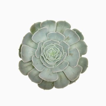Echeveria 'Pollux'
